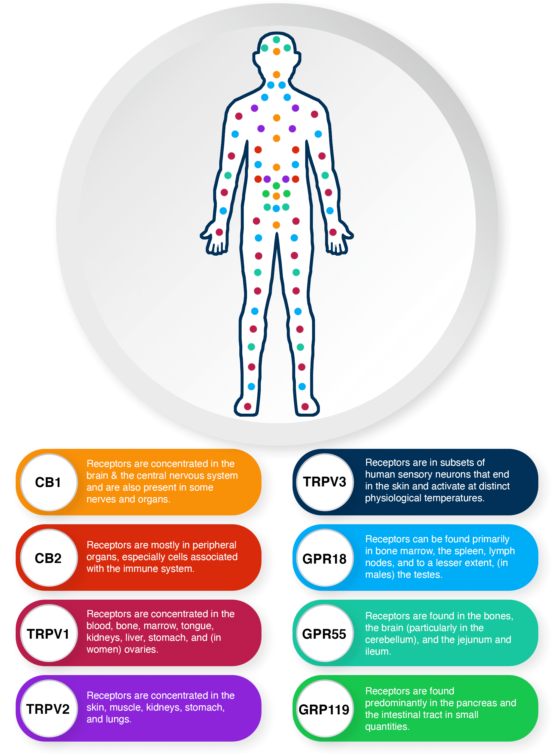 What Is The Endocannabinoid System - USA Medical