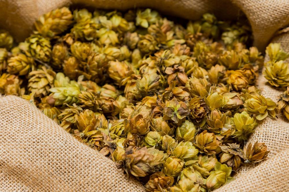 The entourage effect is also present in terpenes found in hops.