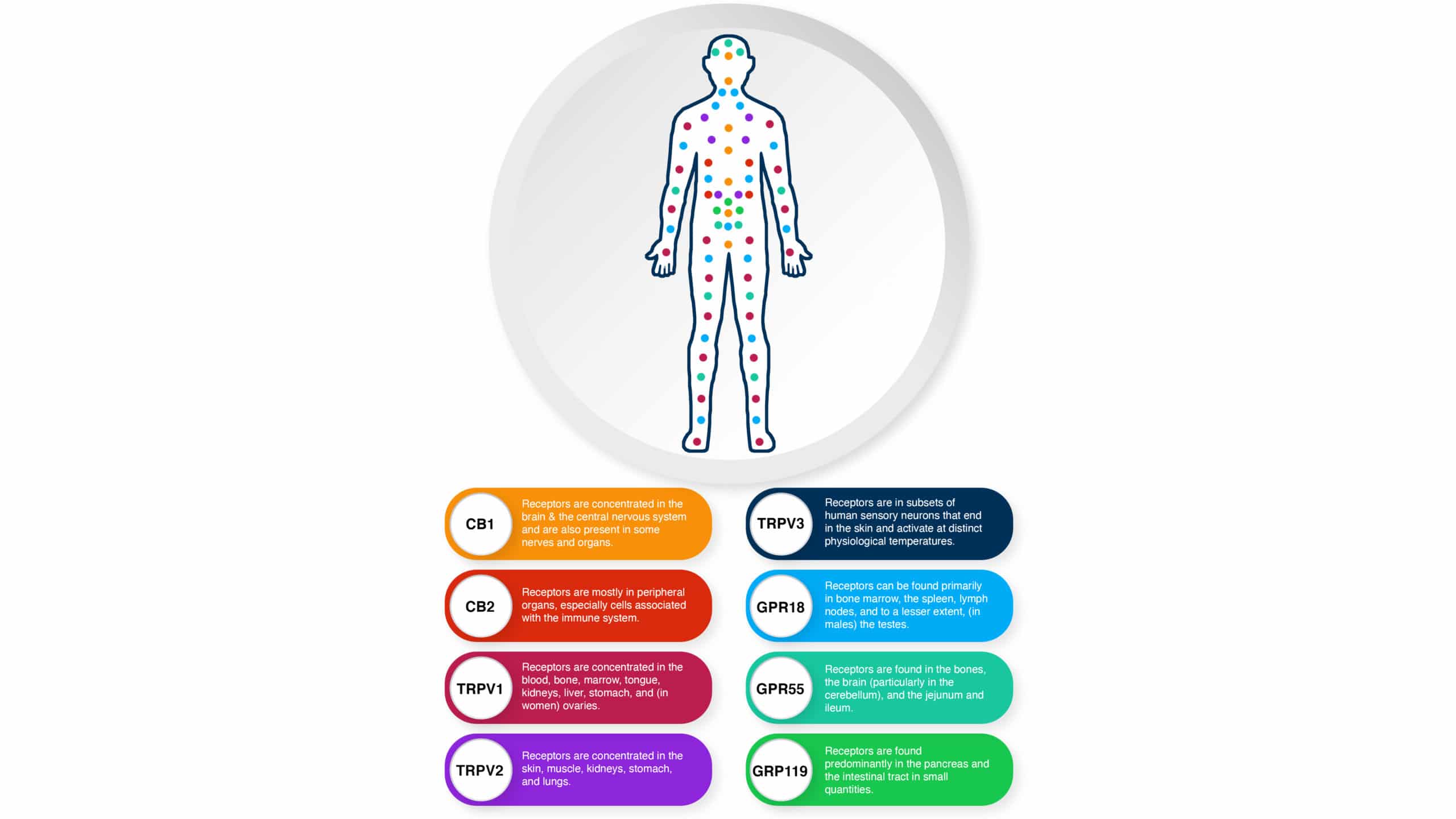 What Is The Endocannabinoid System - USA Medical