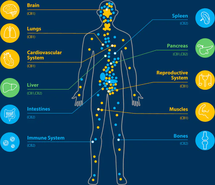 What is the endocannabinoid system?