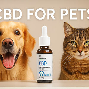 USA Medical Blog - CBD for Pets