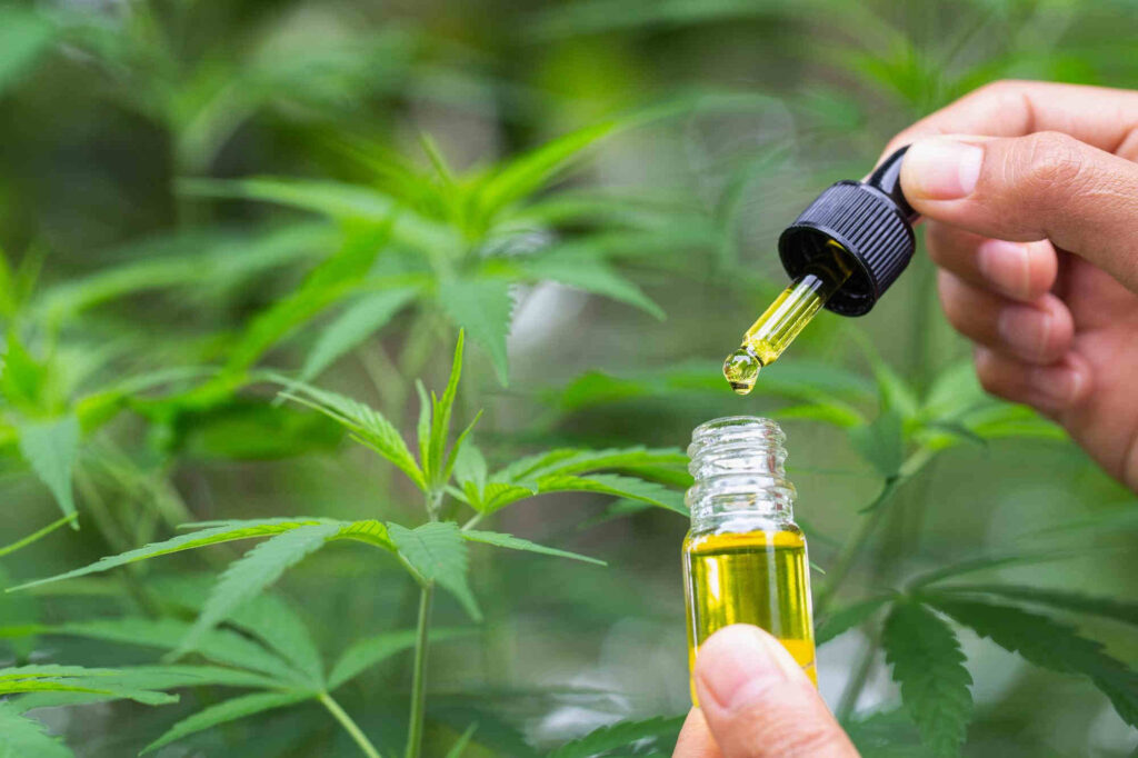 Cbda Oil Effects Cannabidiolic Acid Image