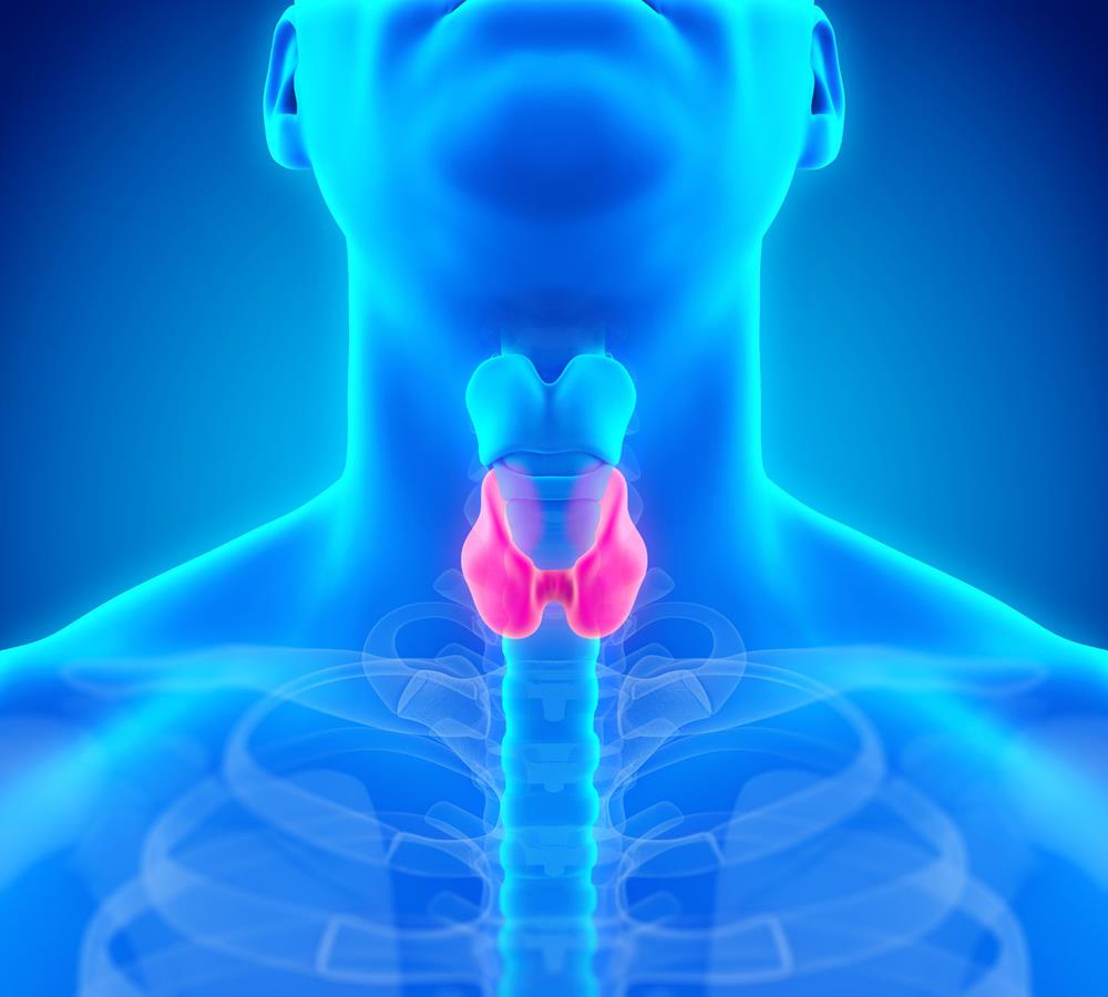 It is worthwhile to examine the role of CBD oil in thyroid underactivity.