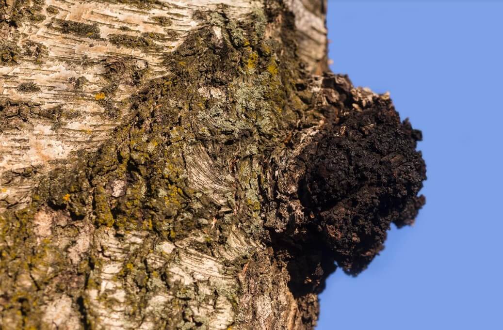 chaga gomba