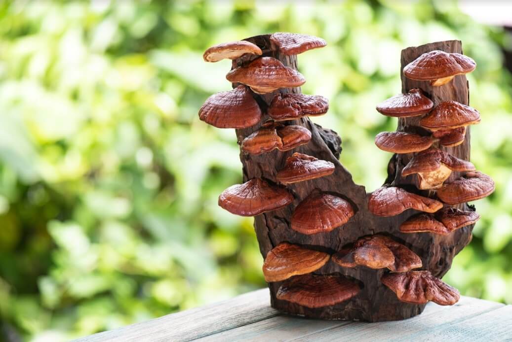 reishi mushroom