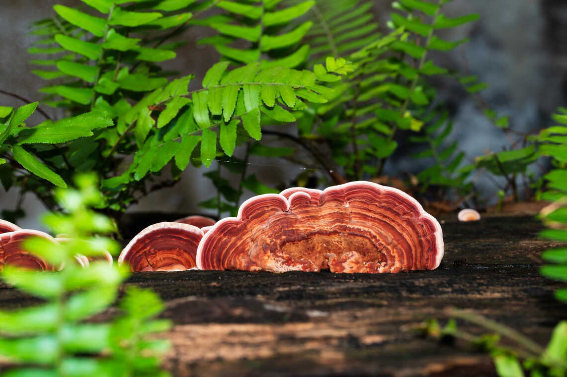 Reishi lingzhi mushroom in natural form